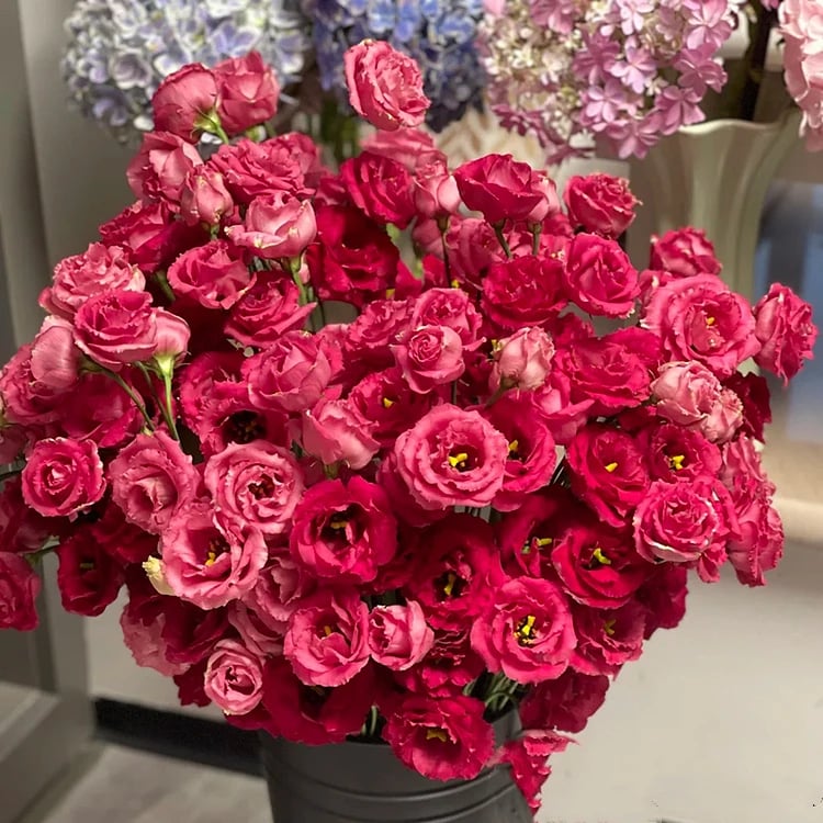 🔥🌺Low-maintenance Eustoma Flower Seeds🌈