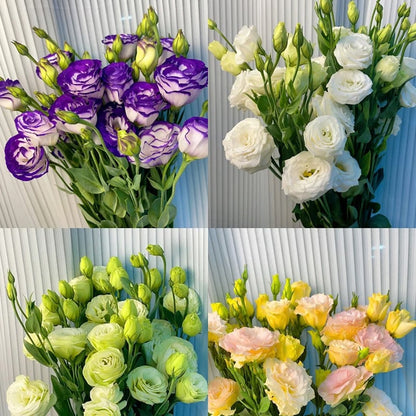 🔥🌺Low-maintenance Eustoma Flower Seeds🌈