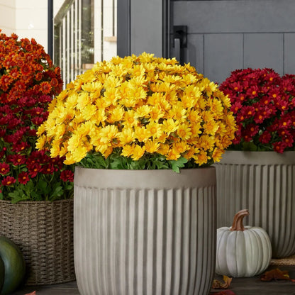 🏆Flash Sale⚡Artificial Outdoor Sunset Mums Flowers - UV resistant, Waterproof, Windproof