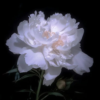 🔥🌺THE QUEEN OF FLOWERS—DOUBLE PETALED PIANI SEEDS