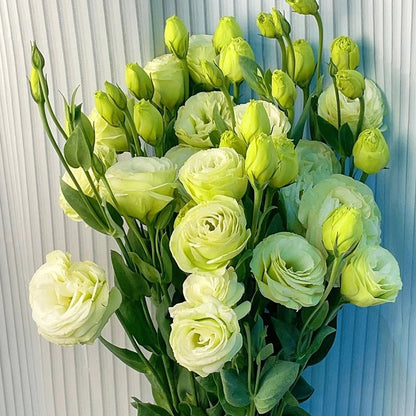🔥🌺Low-maintenance Eustoma Flower Seeds🌈