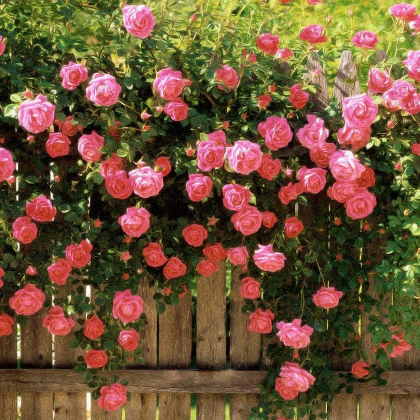 🌹Climbing Vine Rose Flower Seeds