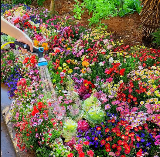 🔥Last day💝Mixed Perennial Flowers Seeds-Over 60 kinds mixed