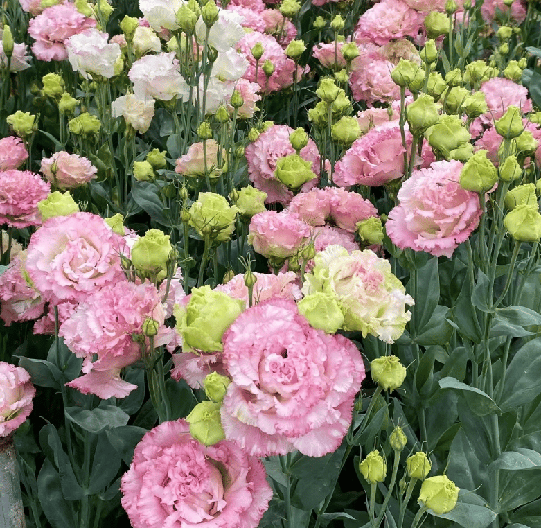 🔥🌺Low-maintenance Eustoma Flower Seeds🌈