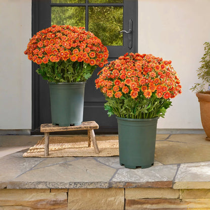 🏆Flash Sale⚡Artificial Outdoor Sunset Mums Flowers - UV resistant, Waterproof, Windproof