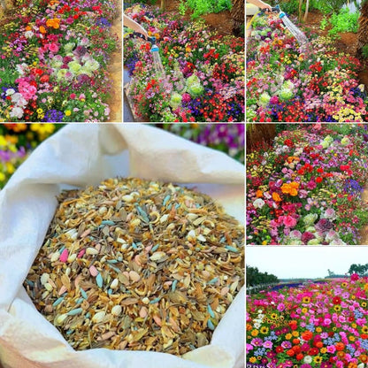 🔥Last day💝Mixed Perennial Flowers Seeds-Over 60 kinds mixed