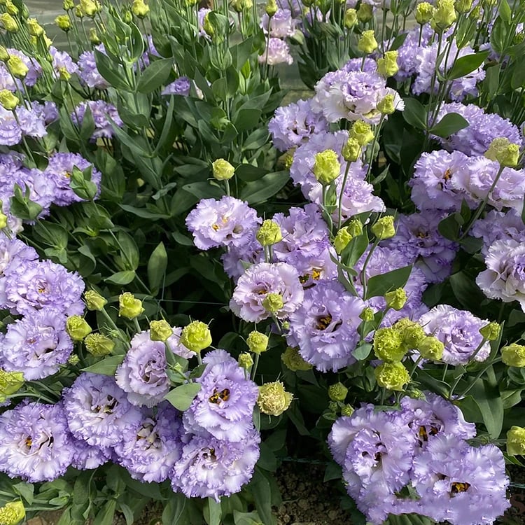 🔥🌺Low-maintenance Eustoma Flower Seeds🌈