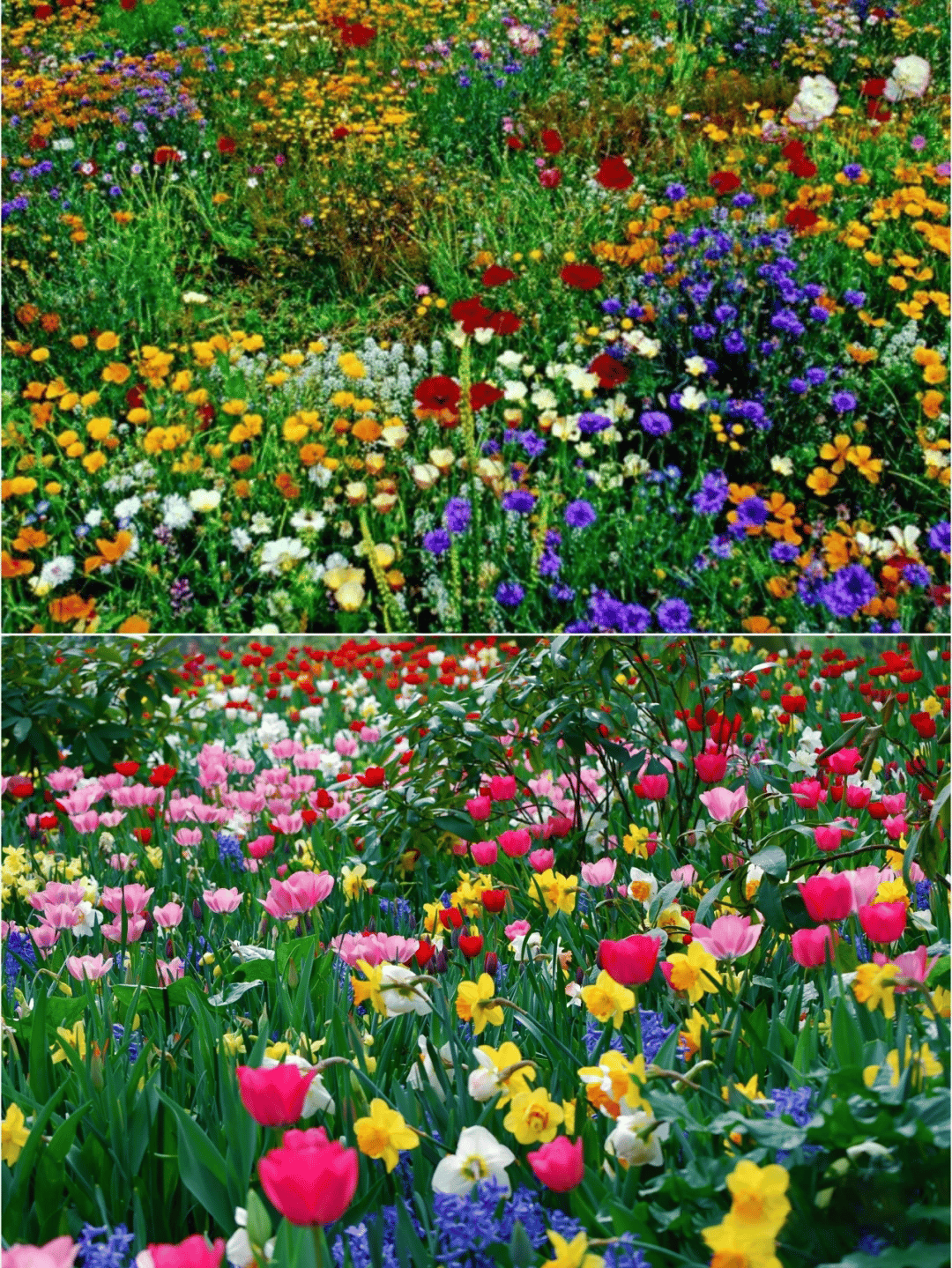 🔥Last day💝Mixed Perennial Flowers Seeds-Over 60 kinds mixed