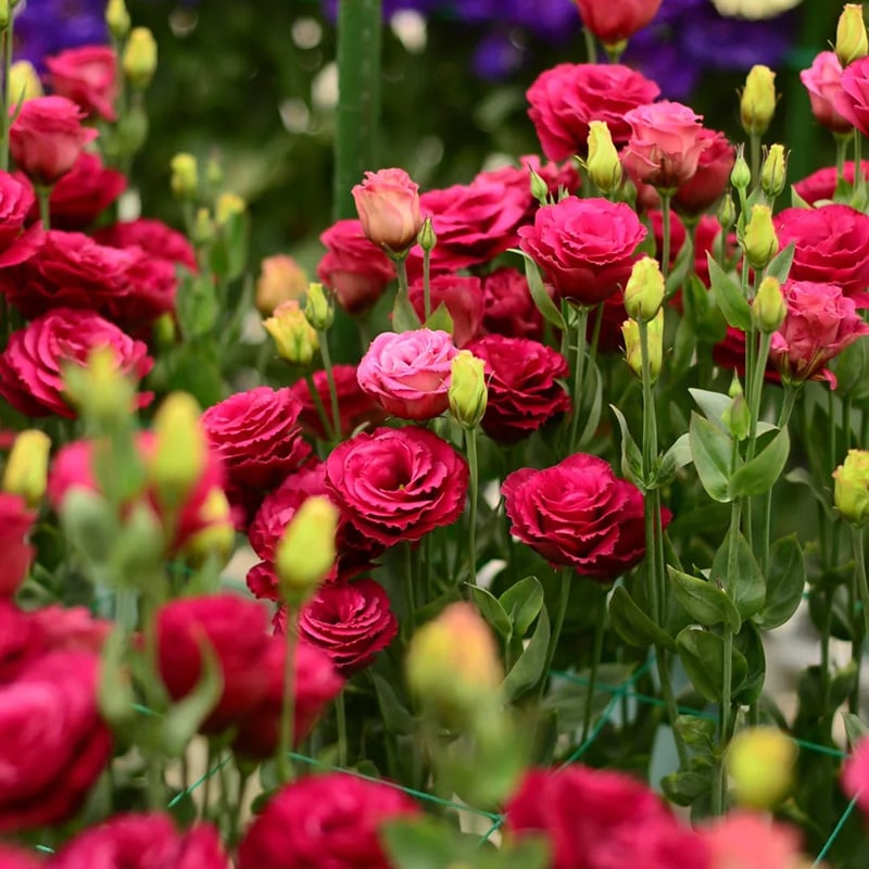 🔥🌺Low-maintenance Eustoma Flower Seeds🌈