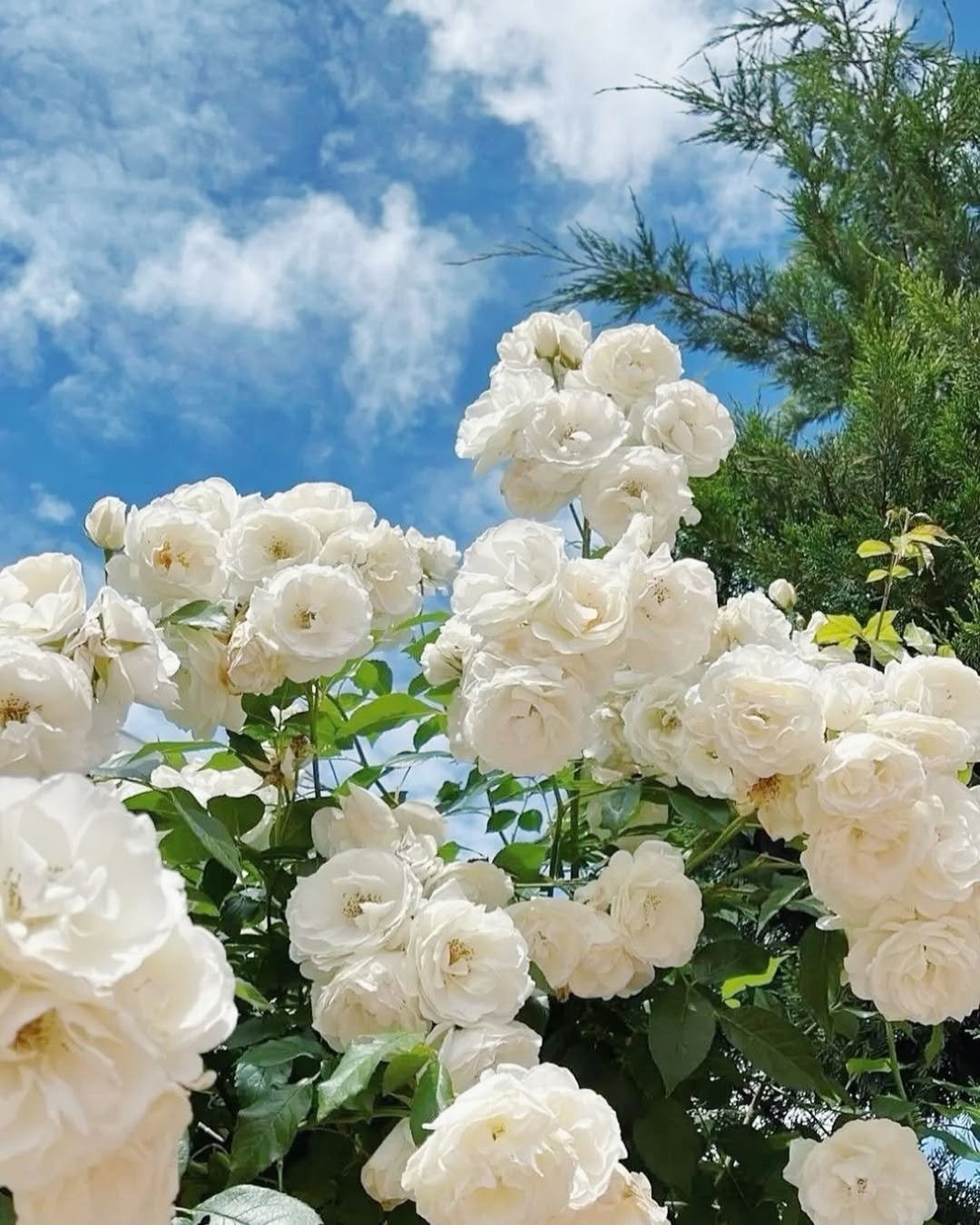 🌹Climbing Vine Rose Flower Seeds