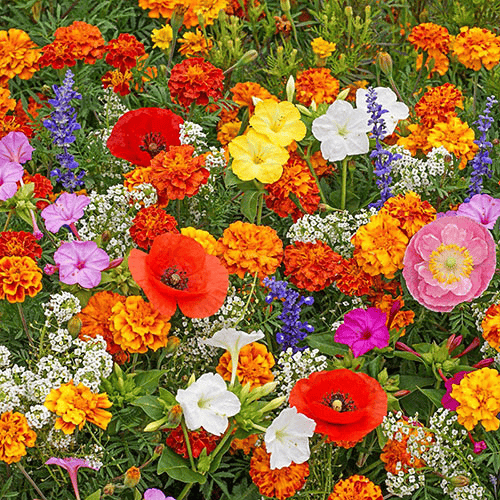🔥Last day💝Mixed Perennial Flowers Seeds-Over 60 kinds mixed