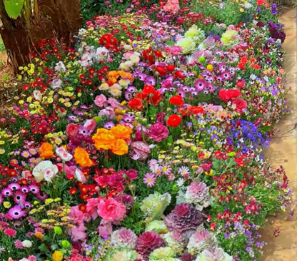🔥Last day💝Mixed Perennial Flowers Seeds-Over 60 kinds mixed
