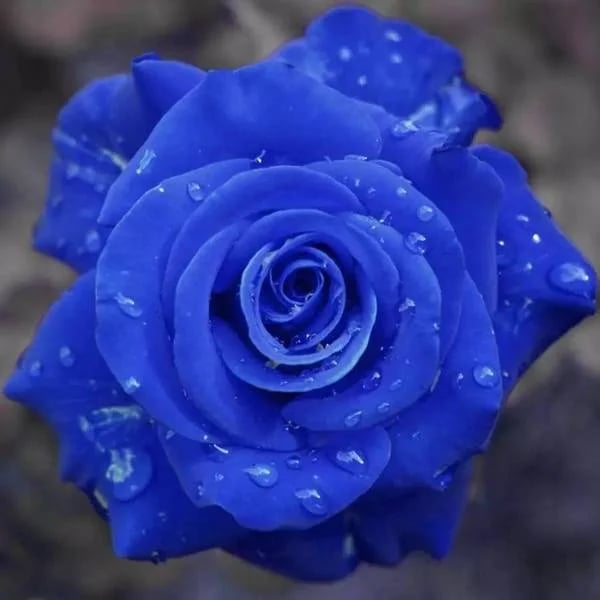 💙BLUE ENCHANTRESS ROSE SEEDS✨