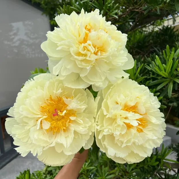 🔥🌺THE QUEEN OF FLOWERS—DOUBLE PETALED PIANI SEEDS