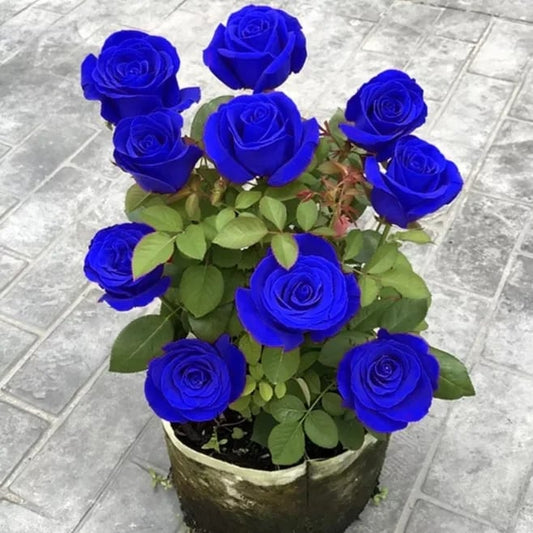 💙BLUE ENCHANTRESS ROSE SEEDS✨